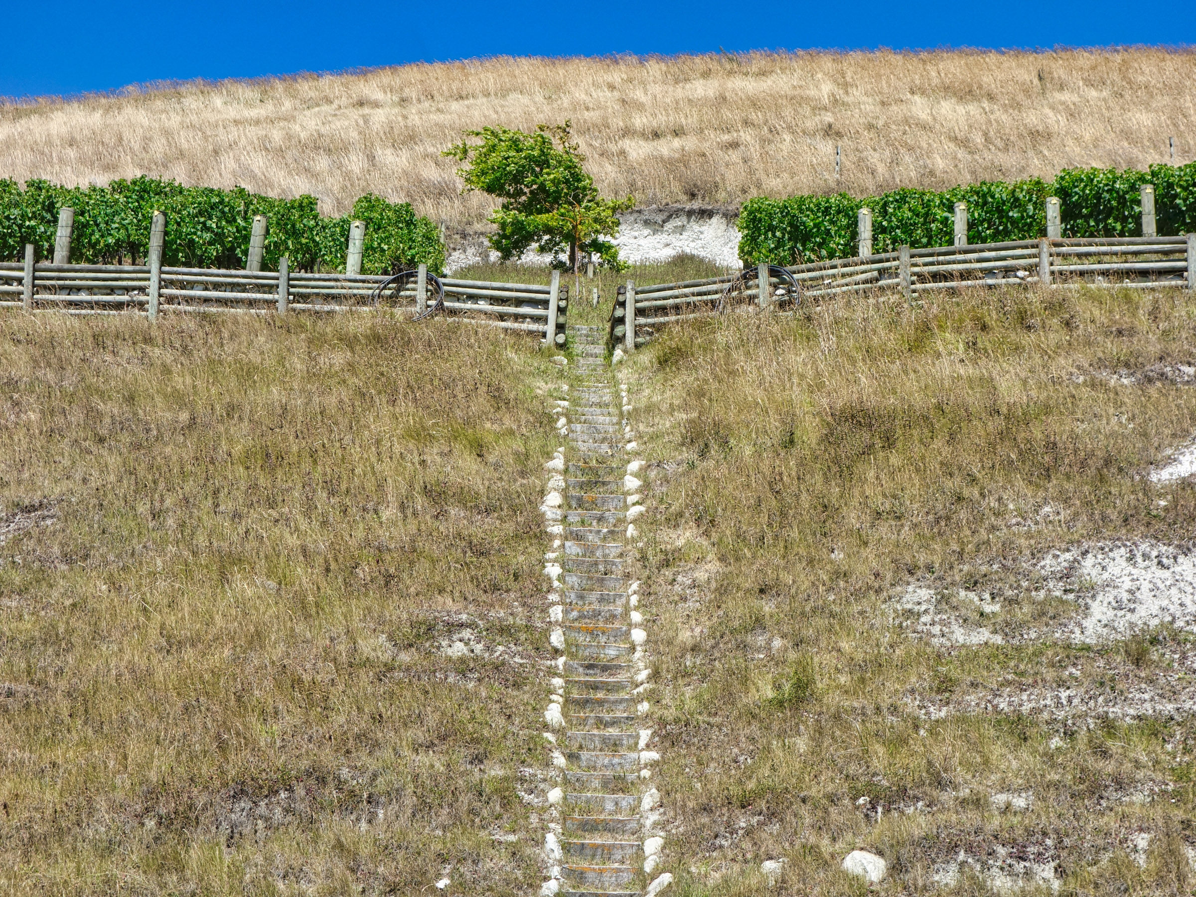 Vinography Images: Stairway to Chardonnay