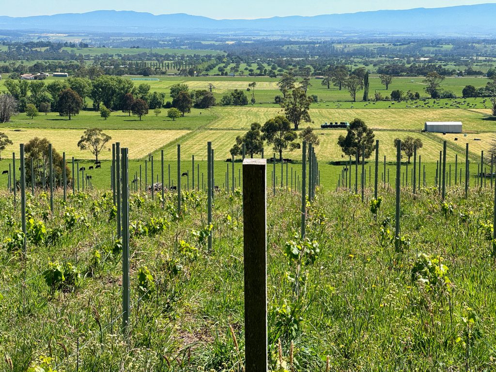 Vinography Images: Growing The Shire