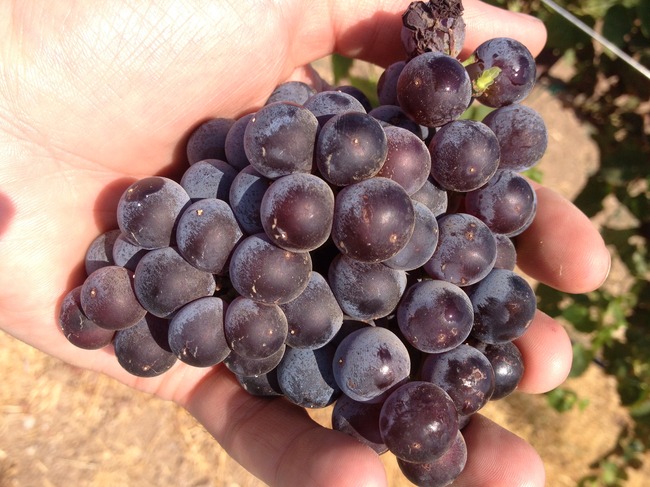 Warm Up: The Italian Influence in California : Vinography