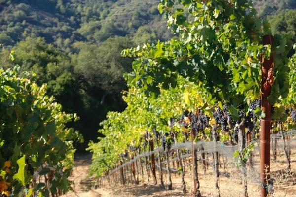 McCarthyWinery.jpg