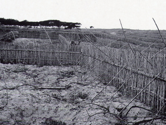 Tasting Through the Sands of Time: The Miracle of Colares Wine : Vinography