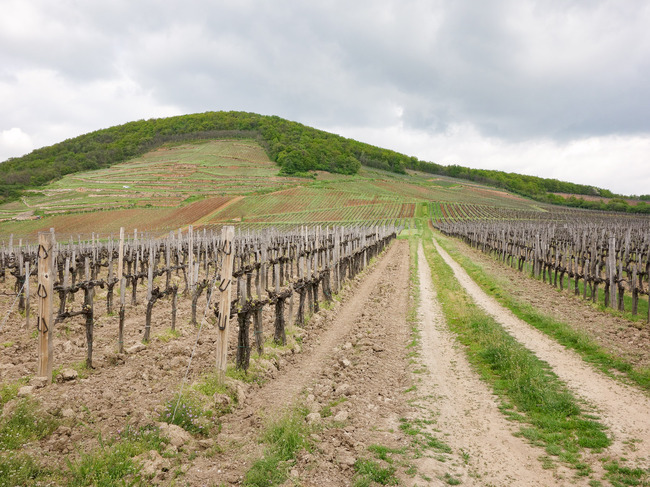 Tokaji Barta: The Old King in a New House : Vinography