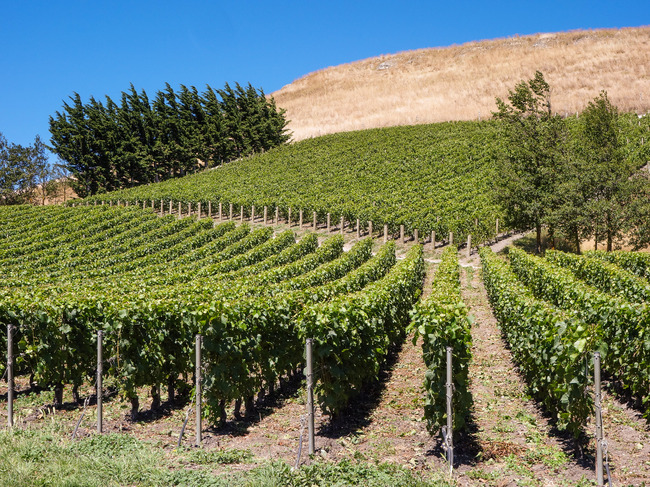 new-zealand-s-heart-of-limestone-the-wines-of-bell-hill-vinography
