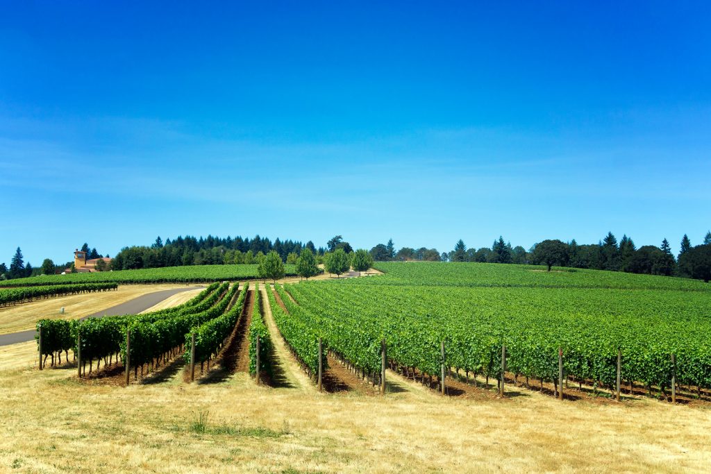 The Secret Grapes of the Willamette Valley Vinography