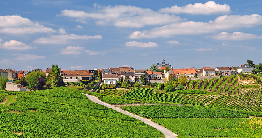 off-to-taste-champagne-vinography