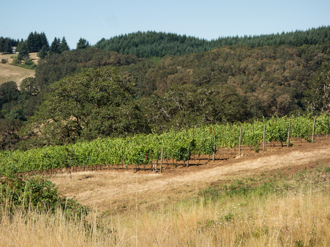 bittan_vineyards-10.jpg