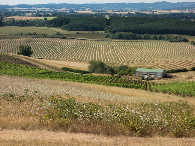 bittan_vineyards-2.jpg