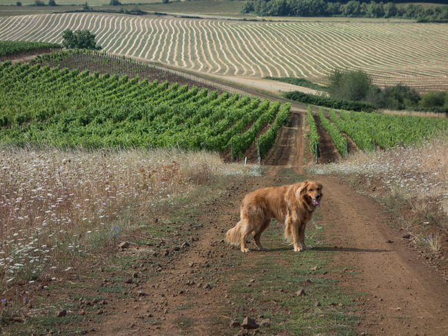 bittan_vineyards-4.jpg