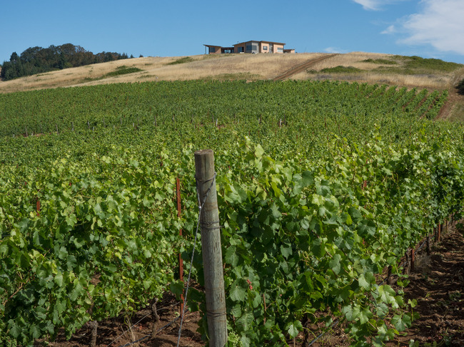 bittan_vineyards-5.jpg