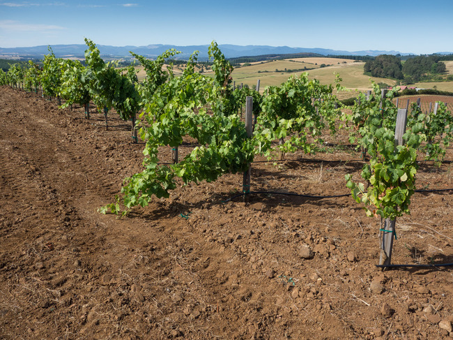 bittan_vineyards-6.jpg