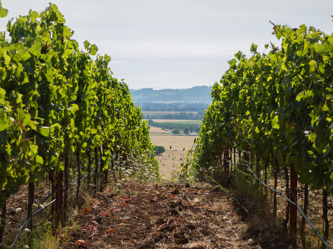 bittan_vineyards-7.jpg