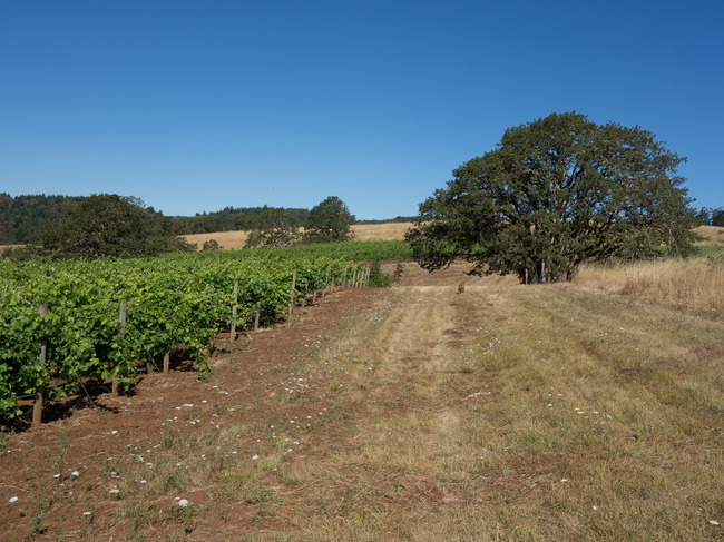bittan_vineyards-8.jpg