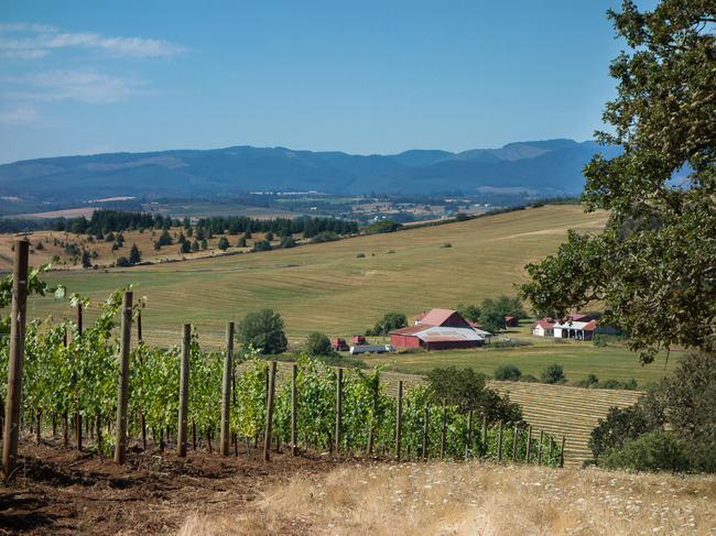 bittan_vineyards-9.jpg