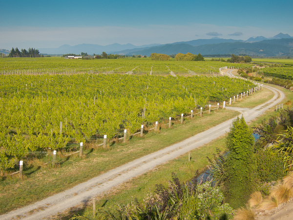 framingham-wines-marlborough-new-zealand-current-releases-vinography