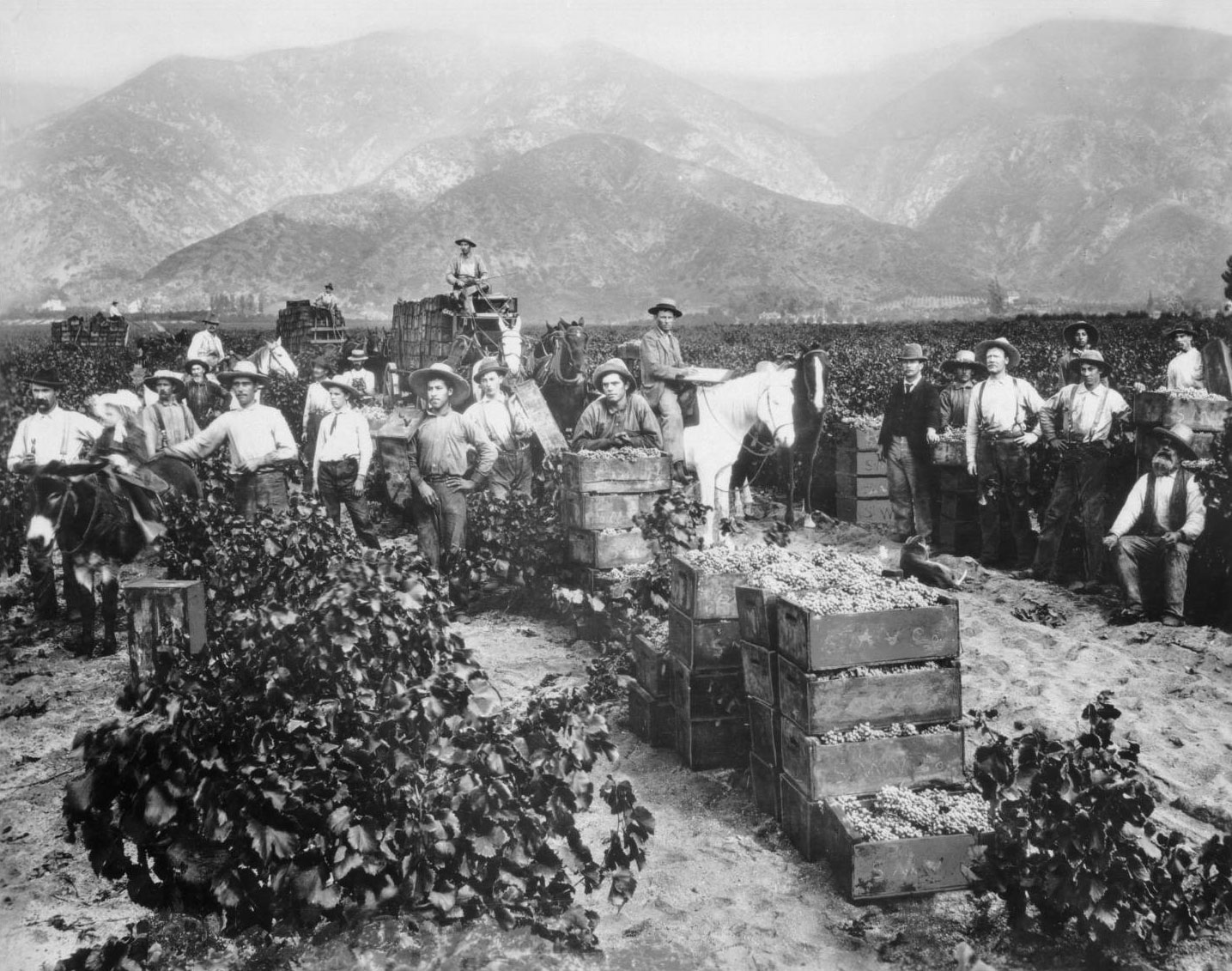 Warm Up The Italian Influence in California Vinography