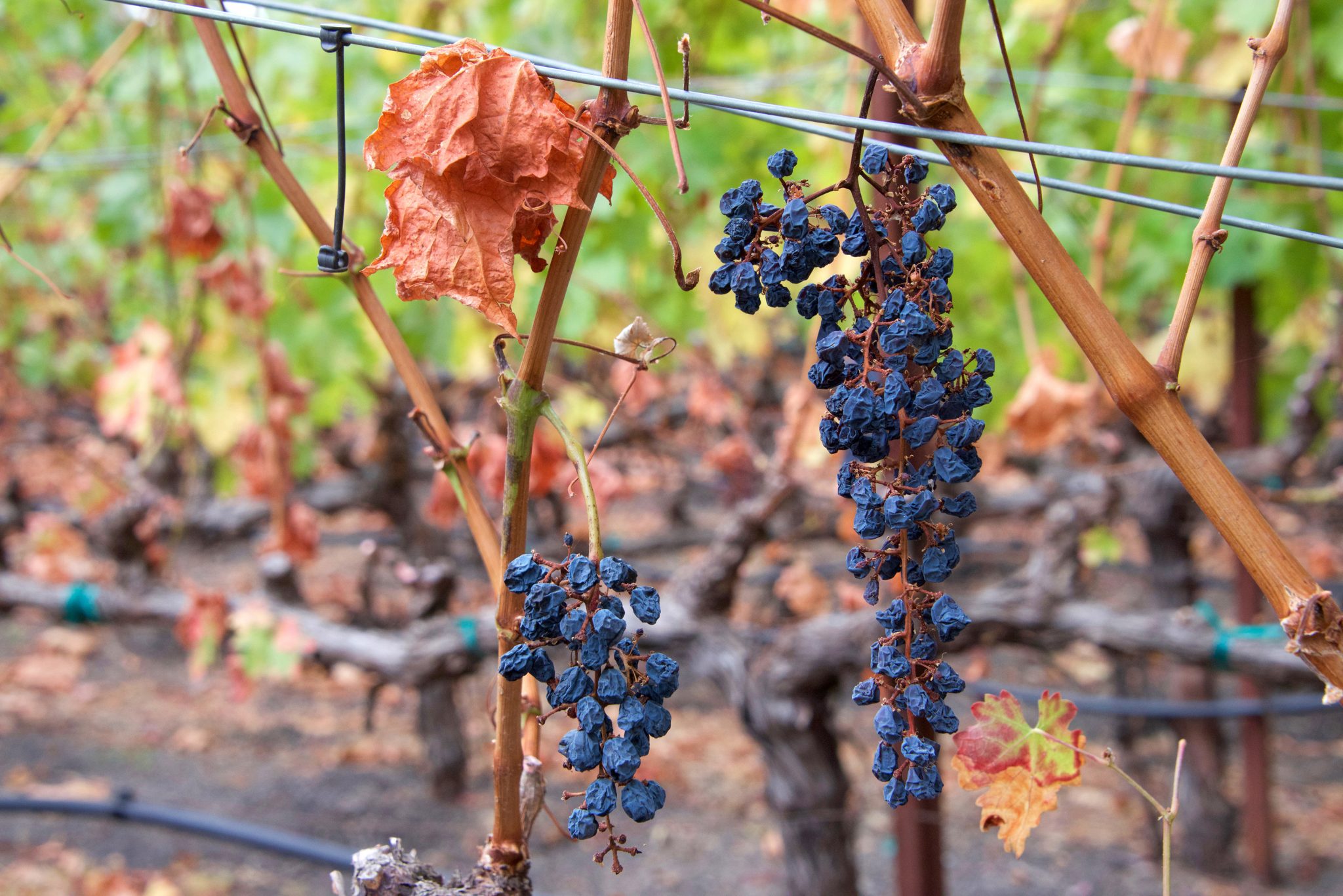 Too Many Grapes in CA and WA Vinography