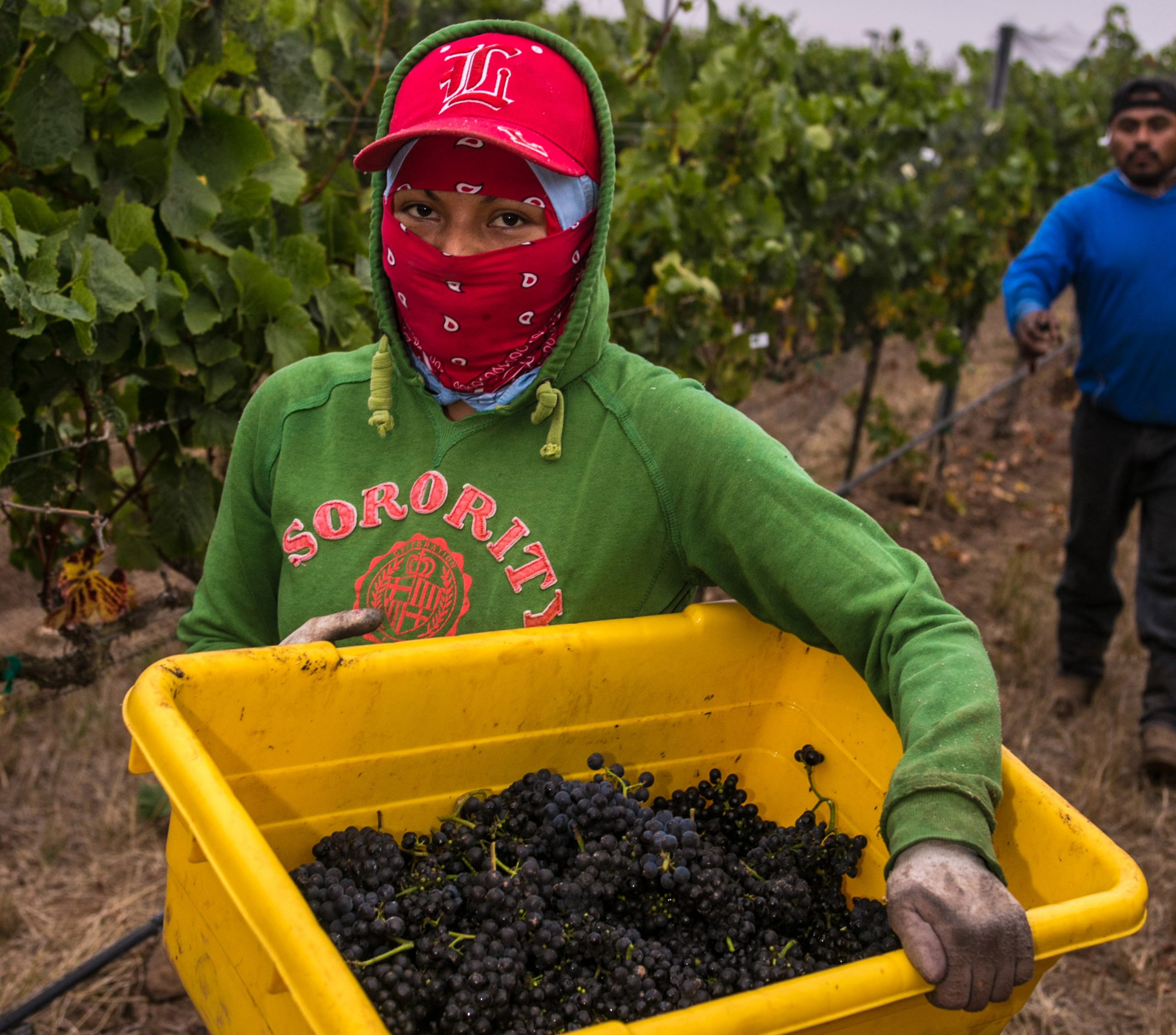 Vineyard Labour Deportations vs. Deposits Vinography