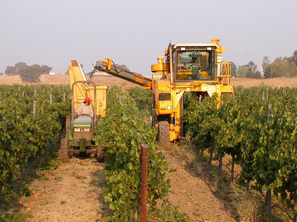 Does Machine Harvesting Lower Wine Quality? Vinography