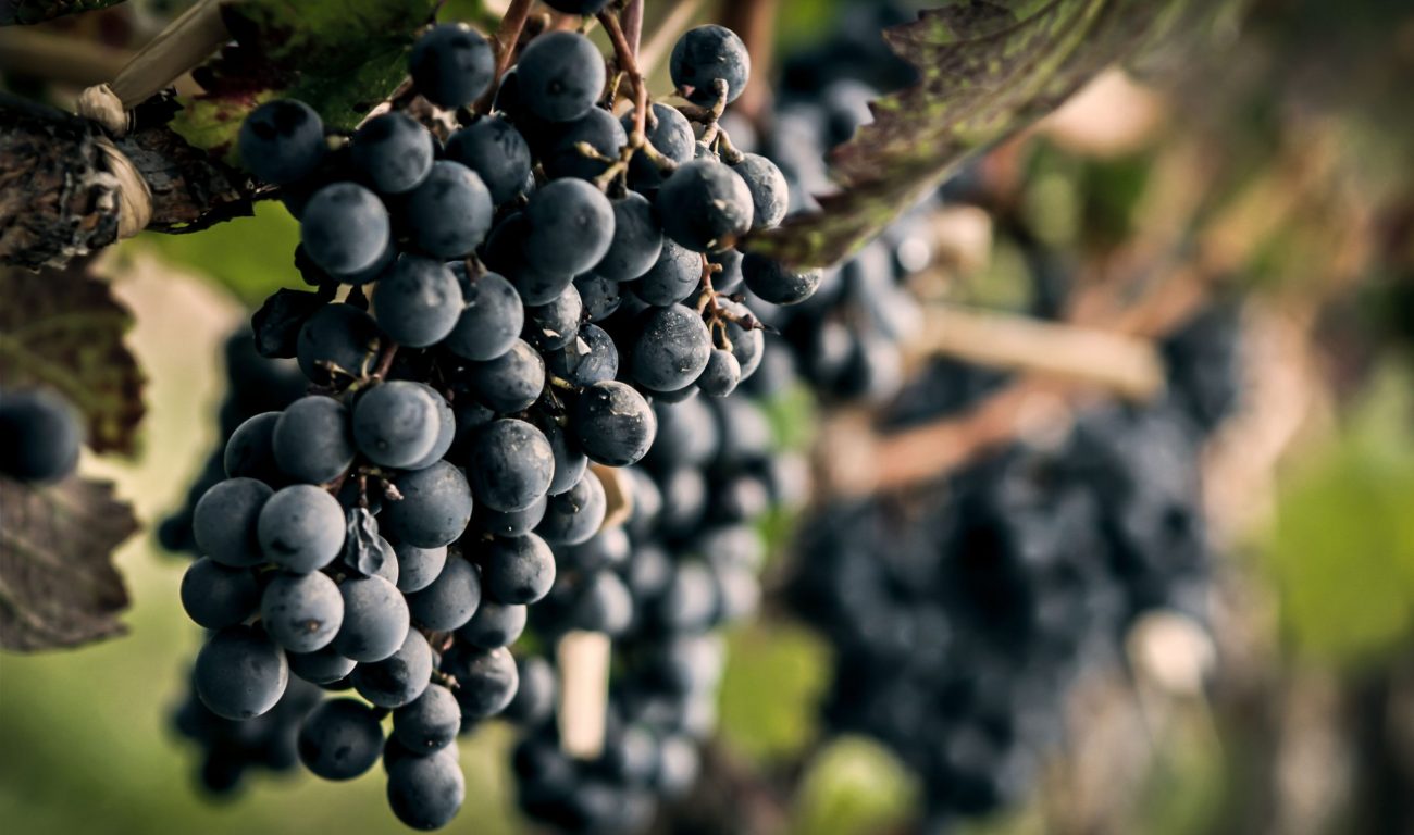 15 Years of Argentina's Finest Malbec Vinography