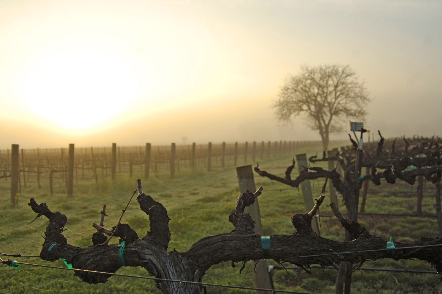 Napa's Royal The Wines of Oakville Vinography