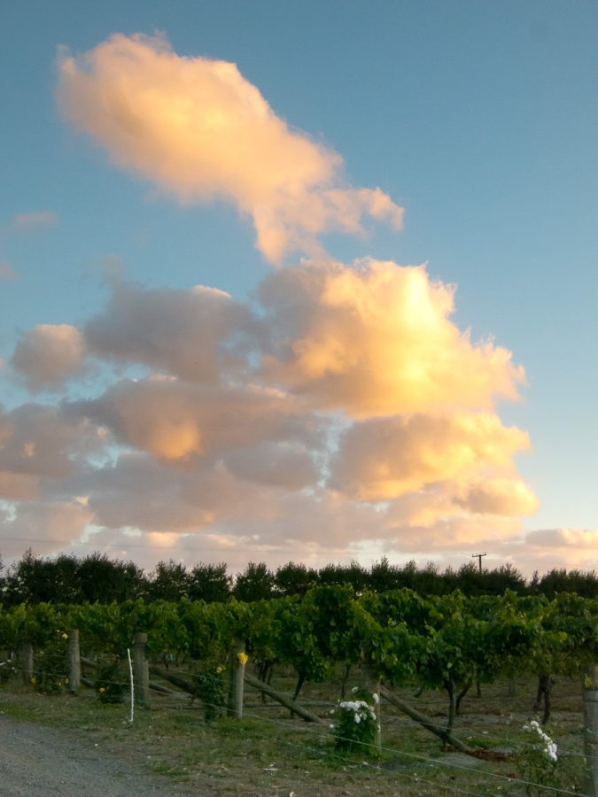hawke-s-bay-wines-with-some-age-on-them-vinography
