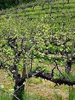 unpruned_vines_ironhorse_ti.jpg