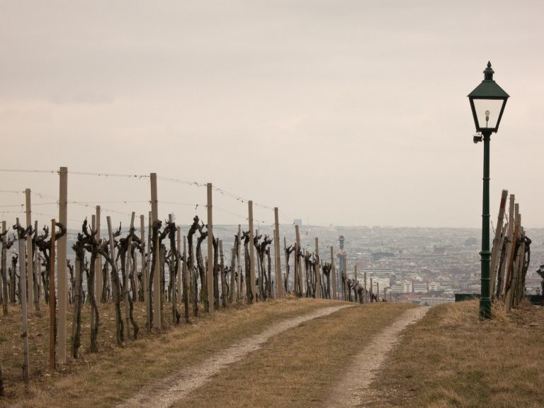 Finding Treasure In The Wine Of Vienna Vinography Finding Treasure In The Wine Of Vienna Vinography