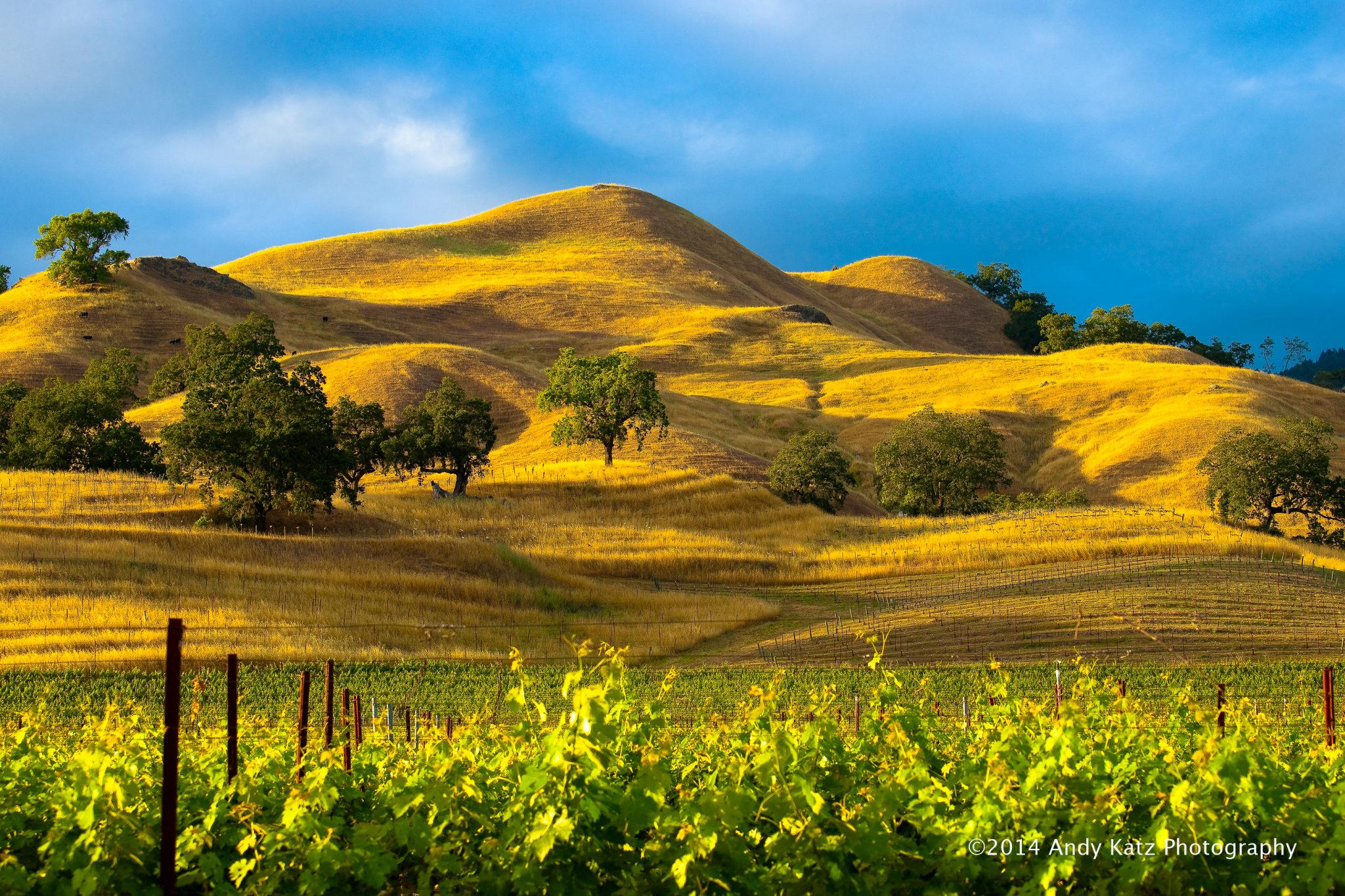 Vinography Images Golden Hills Vinography