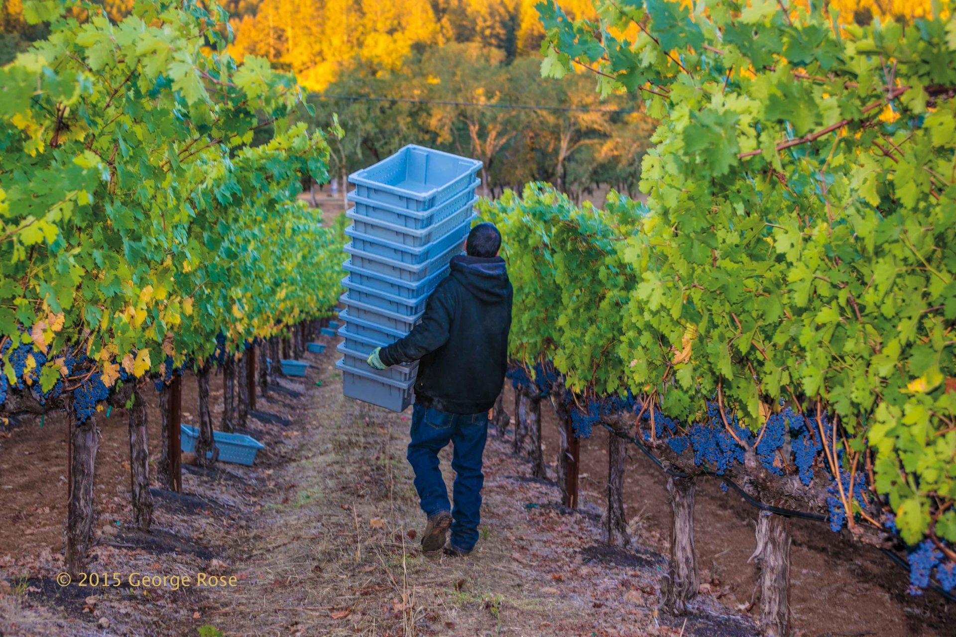 Vinography Images Harvest Begins Vinography