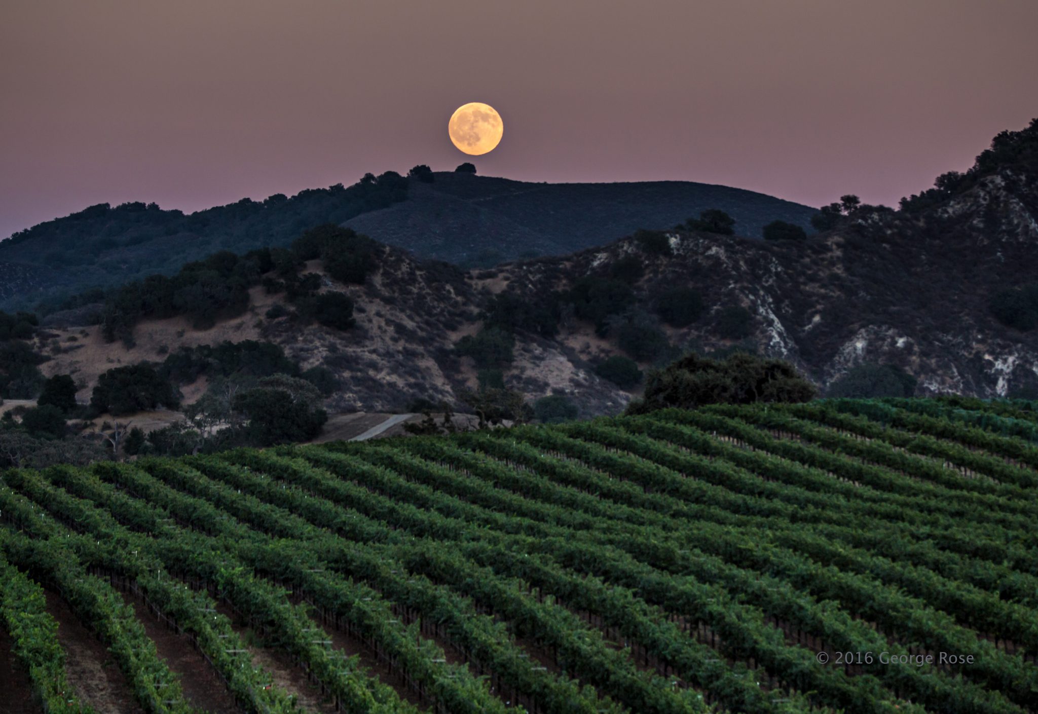 Vinography Images Moon Vines Vinography
