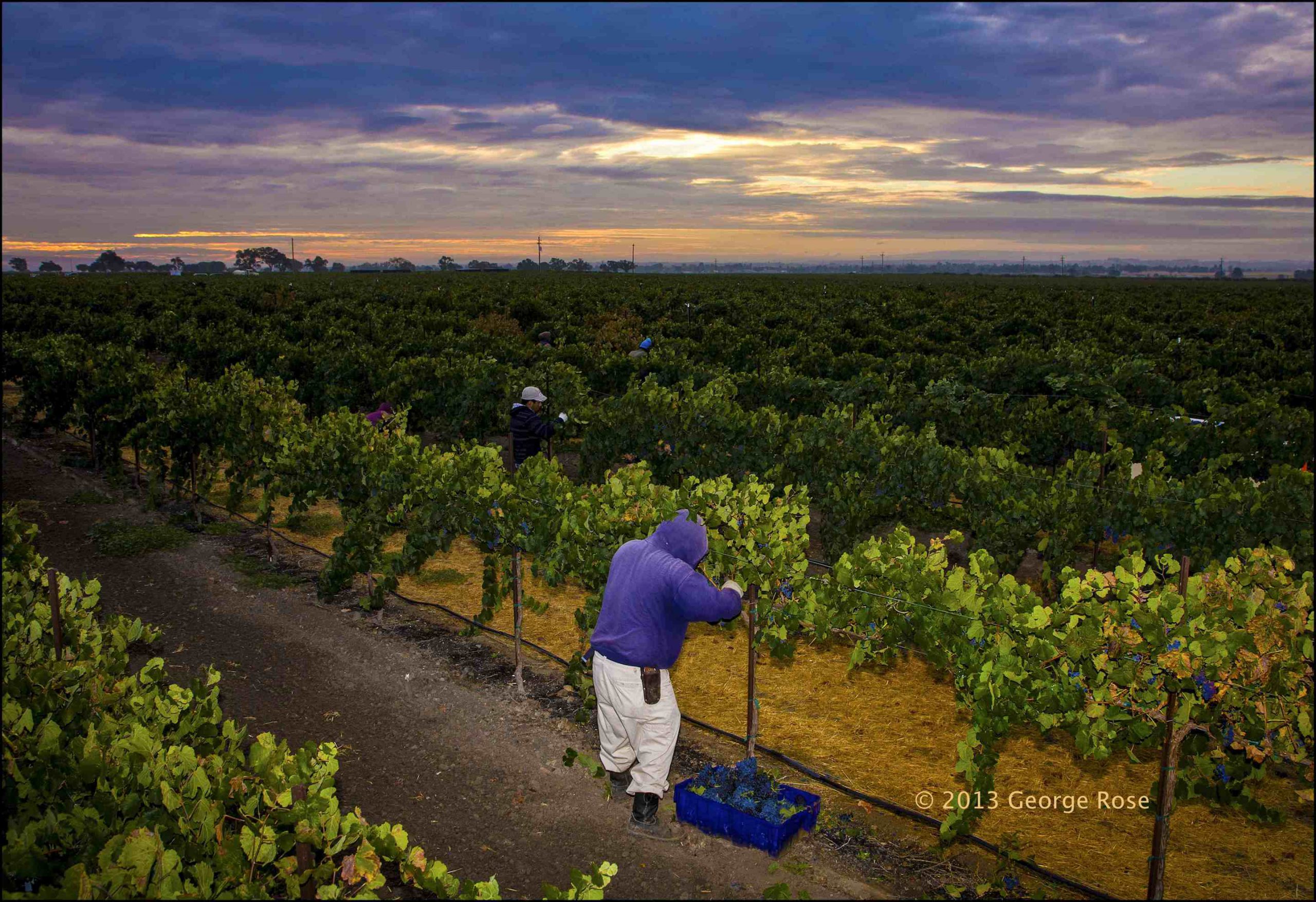 Vinography Images Morning Harvest Vinography