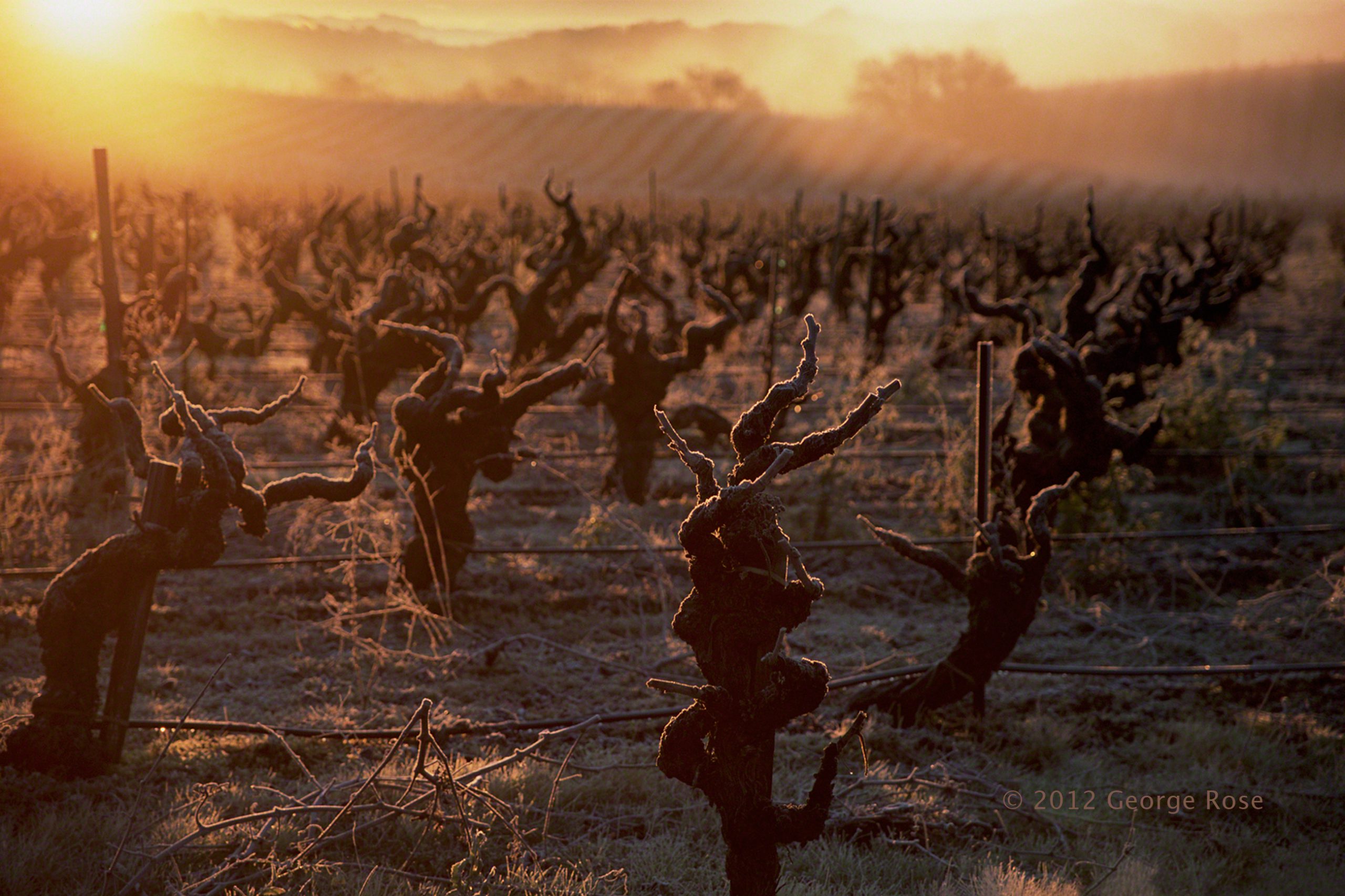 Vinography Images Old Vine Zin Vinography