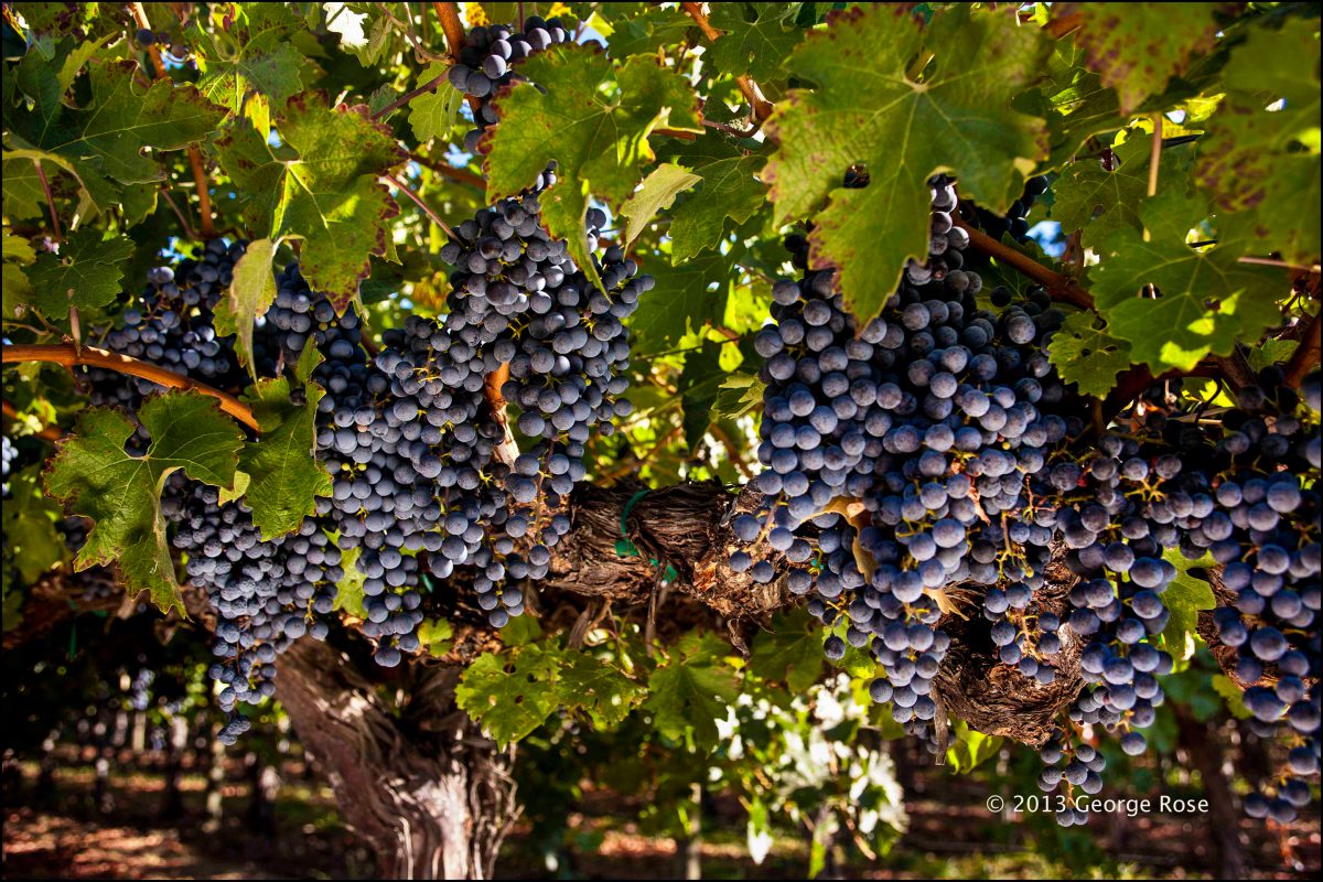 Vinography Images Ripeness Vinography