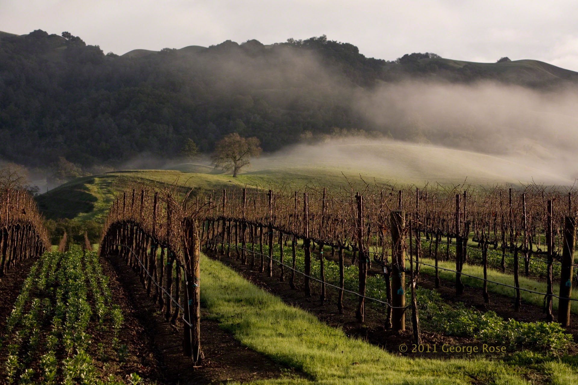Vinography Images Sonoma Fog Vinography