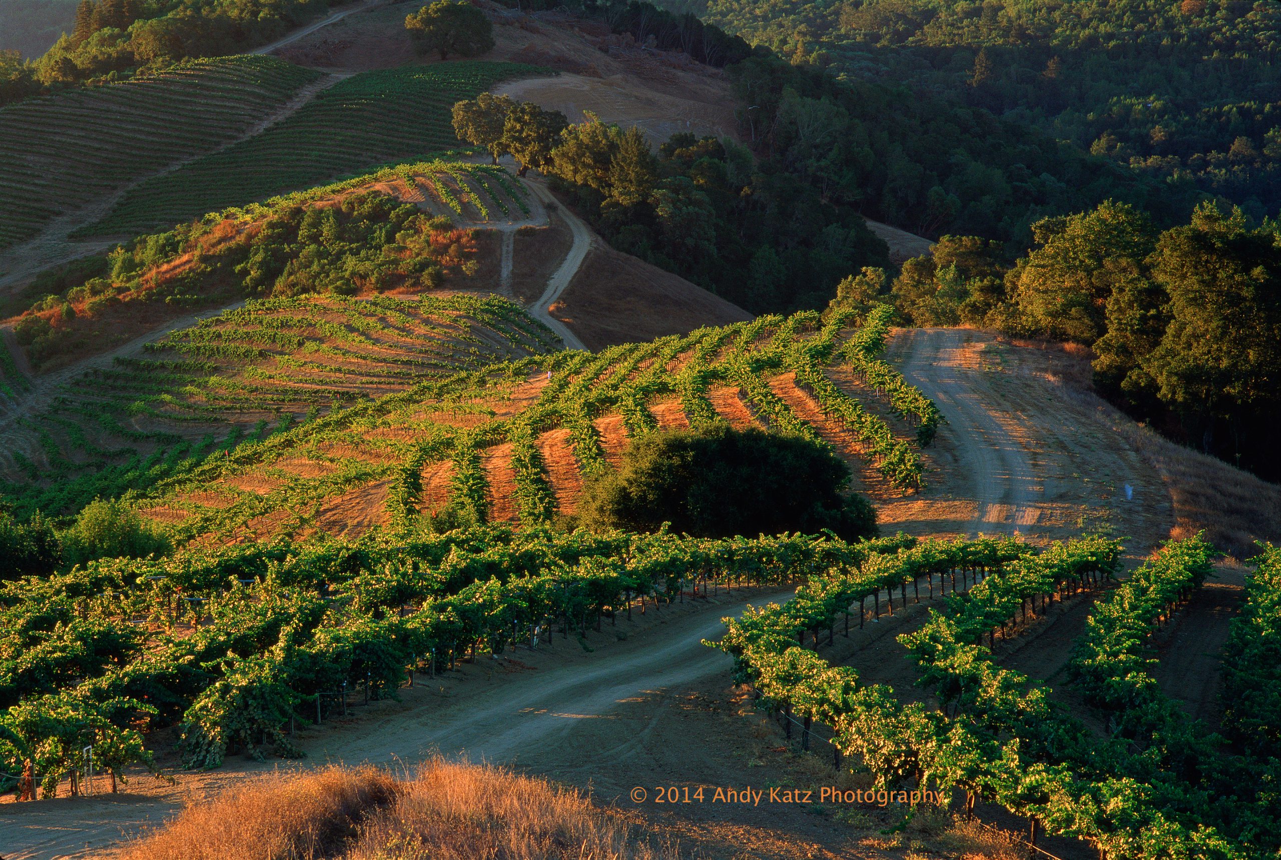 Vinography Images Sonoma Sunrise Vinography