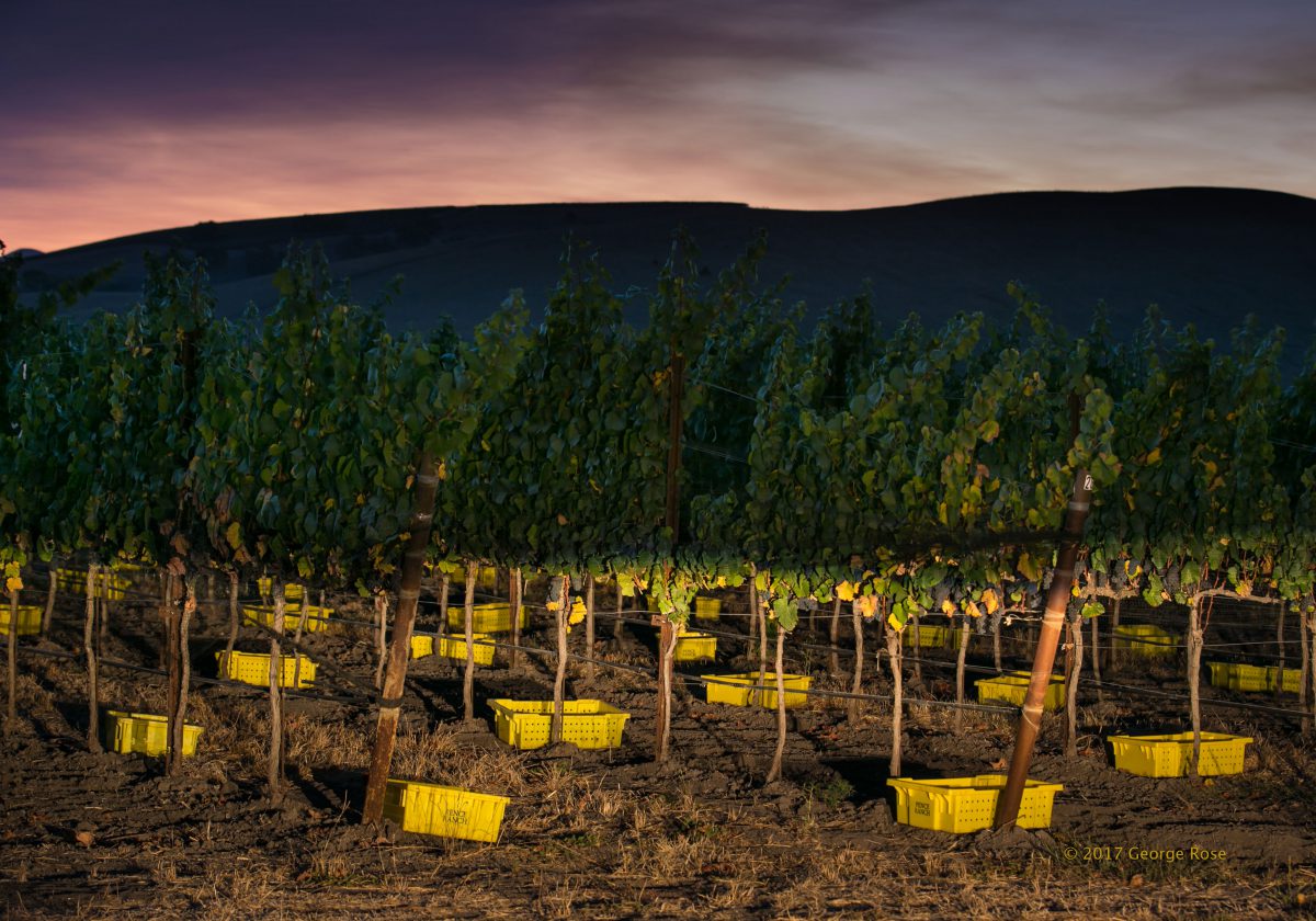 Vinography Images The Bins Vinography A Wine Blog