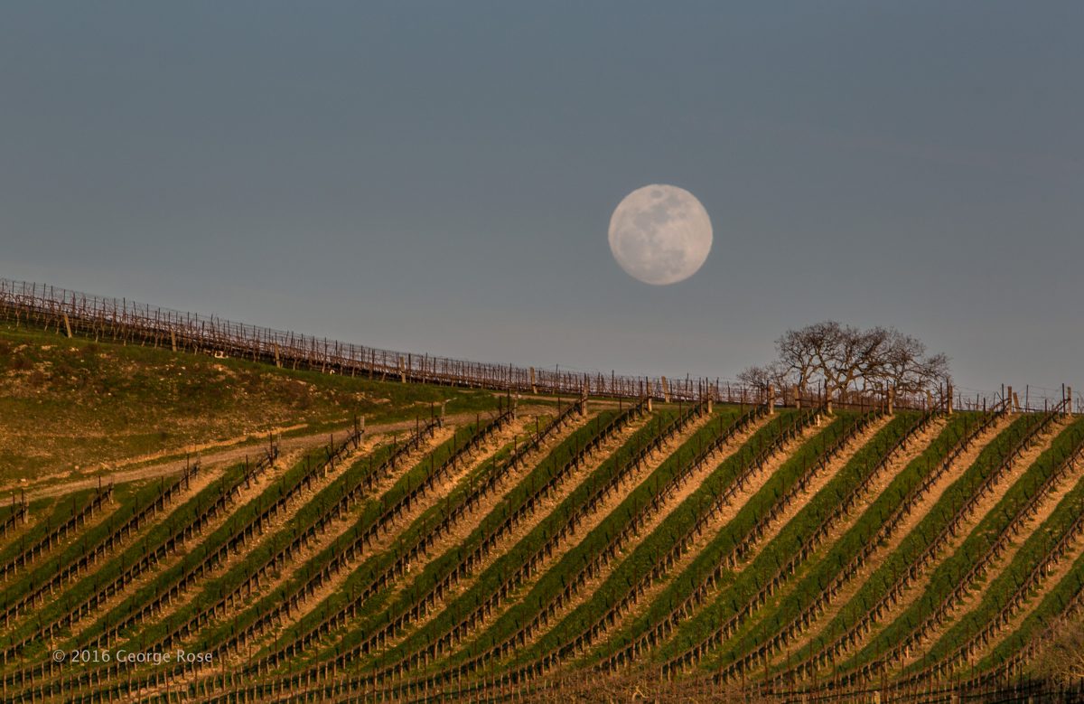 Vinography Images Wine Moon Vinography A Wine Blog