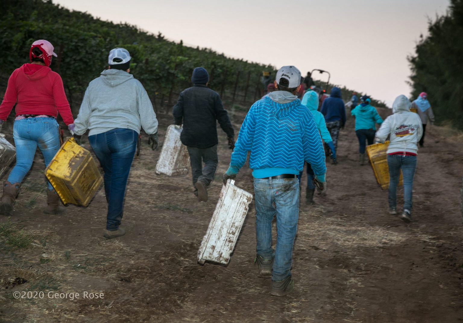 Vinography Images Hands of Harvest Vinography