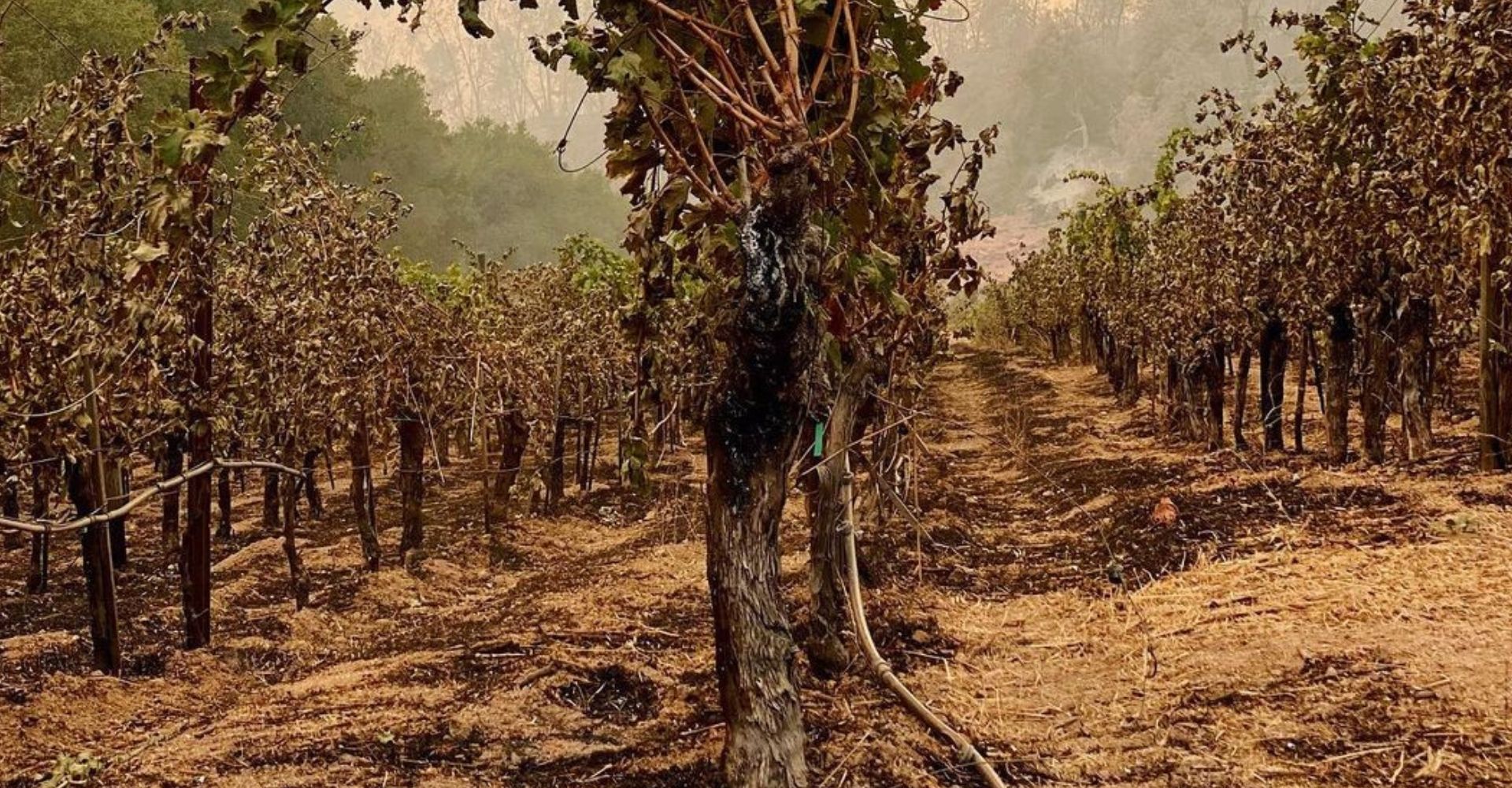 Napa Wineries Ask ‘What now?’ As They Survey Glass Fire Wreckage