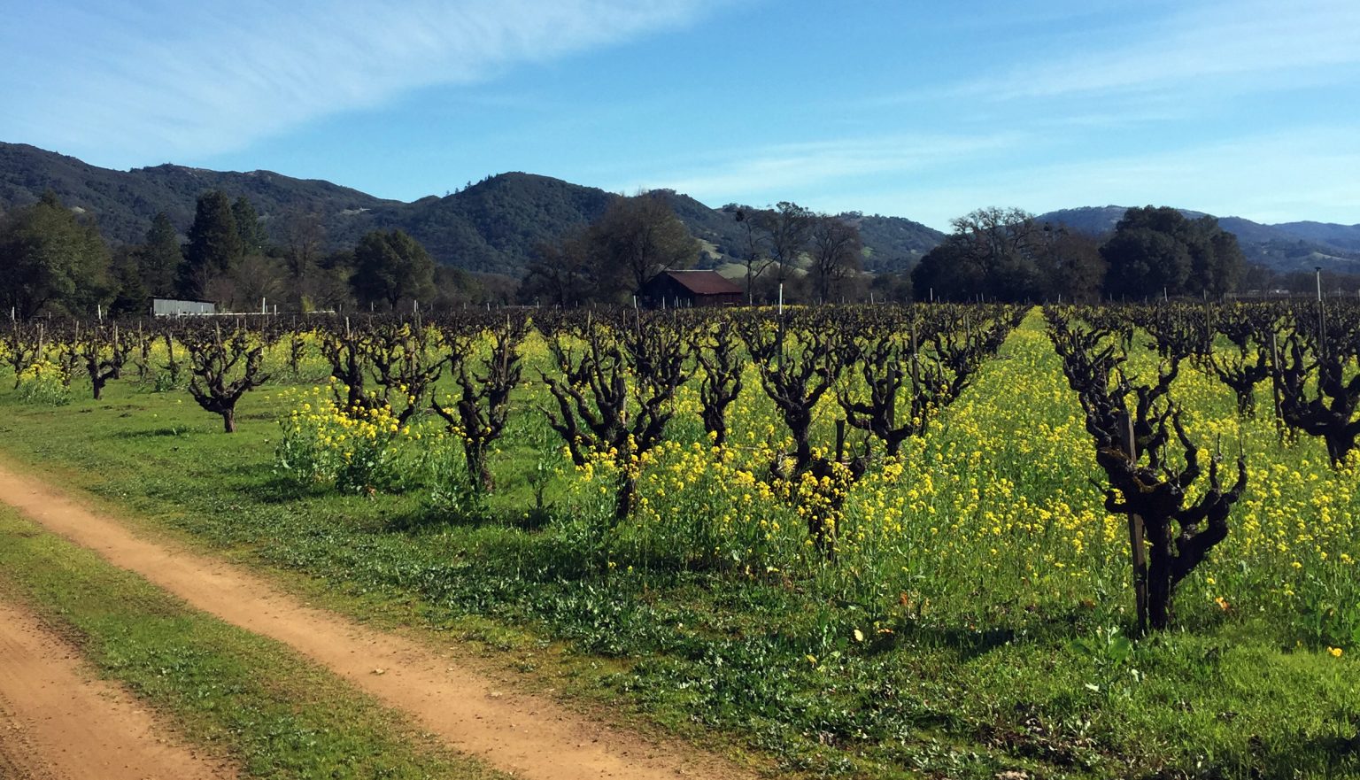 Keeping Mendocino Cool Introducing Boonville Road Wines Vinography