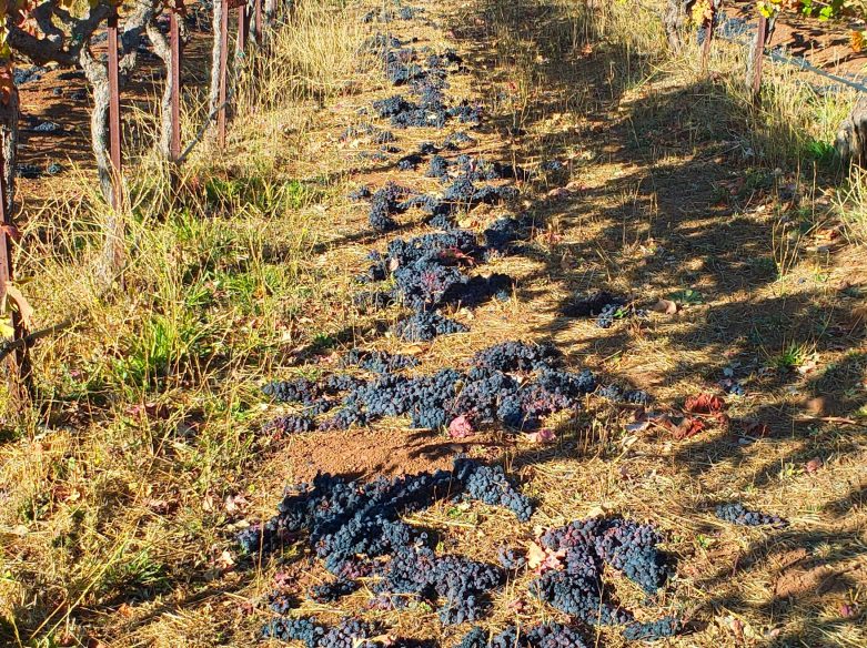 Frozen Wine in Texas Vinography