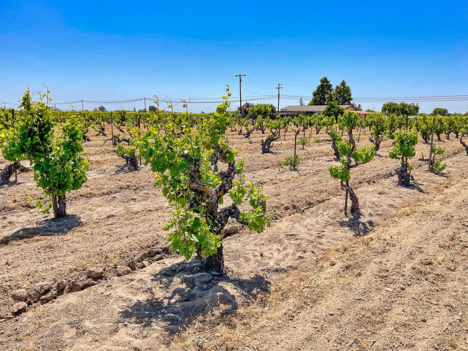 Tasting California's Ancient Vines Lodi's Heritage Vineyards Vinography