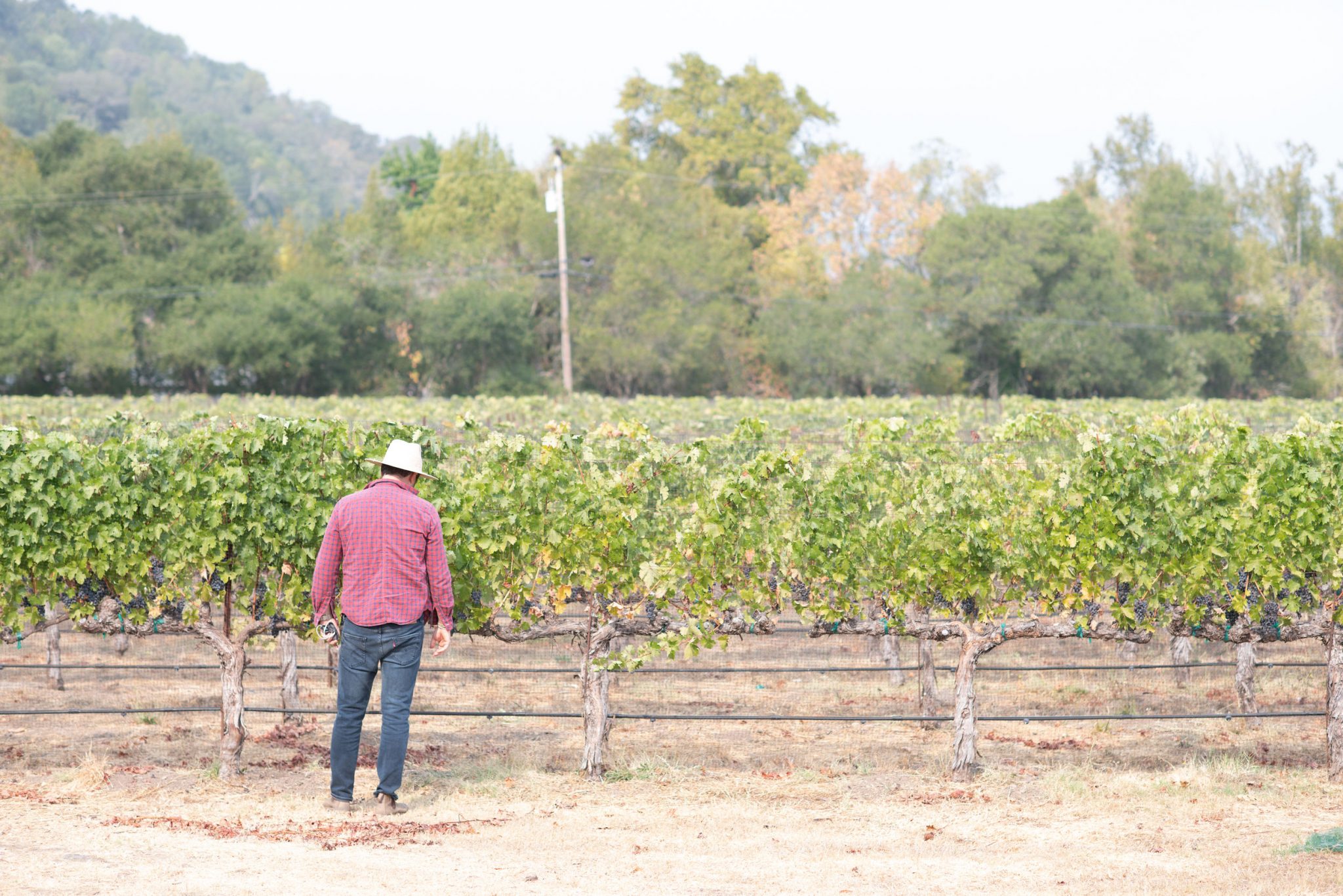 a New View of Sonoma Valley Introducing Gail Wines Vinography