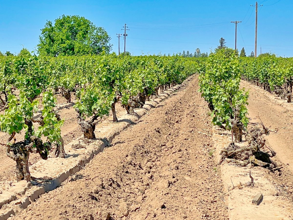 Tasting California's Ancient Vines Lodi's Heritage Vineyards Vinography