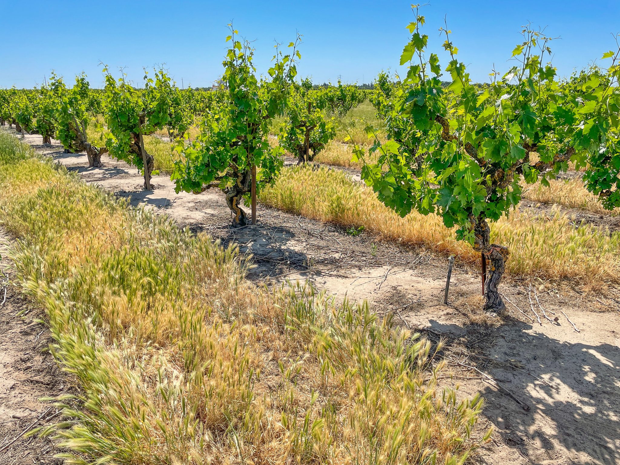 Tasting California's Ancient Vines Lodi's Heritage Vineyards Vinography