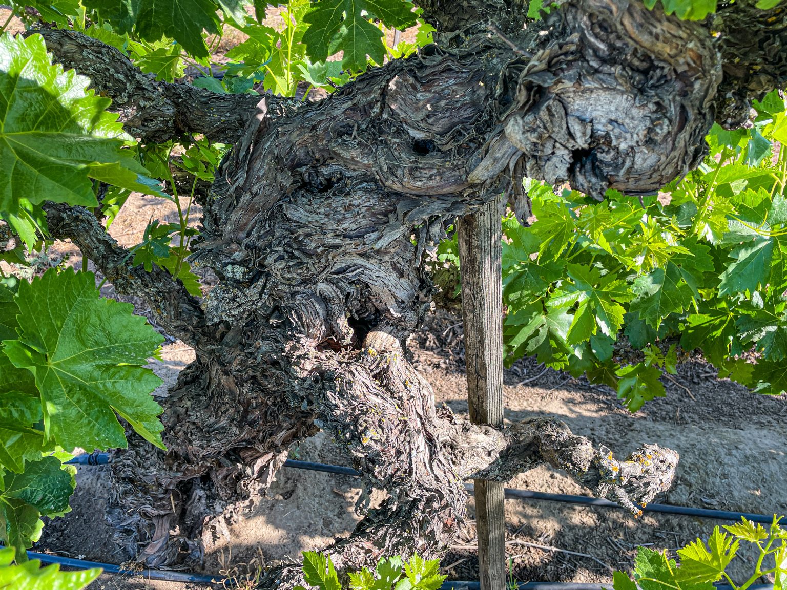 Tasting California's Ancient Vines Lodi's Heritage Vineyards Vinography