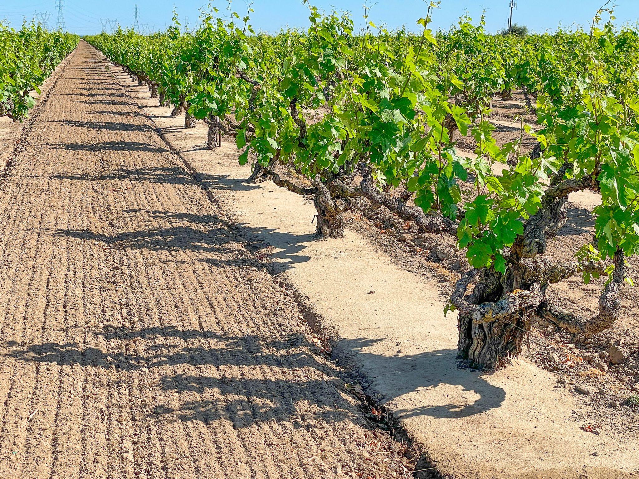 Tasting California's Ancient Vines Lodi's Heritage Vineyards Vinography