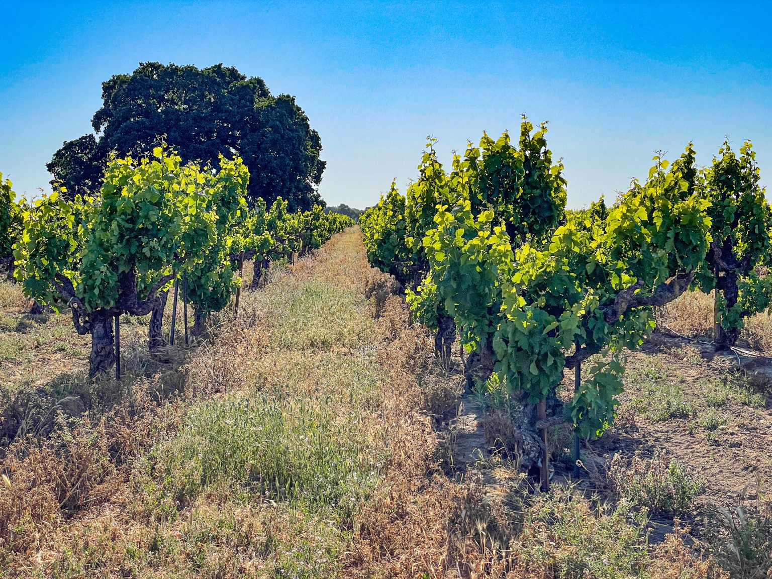 Tasting California's Ancient Vines Lodi's Heritage Vineyards Vinography