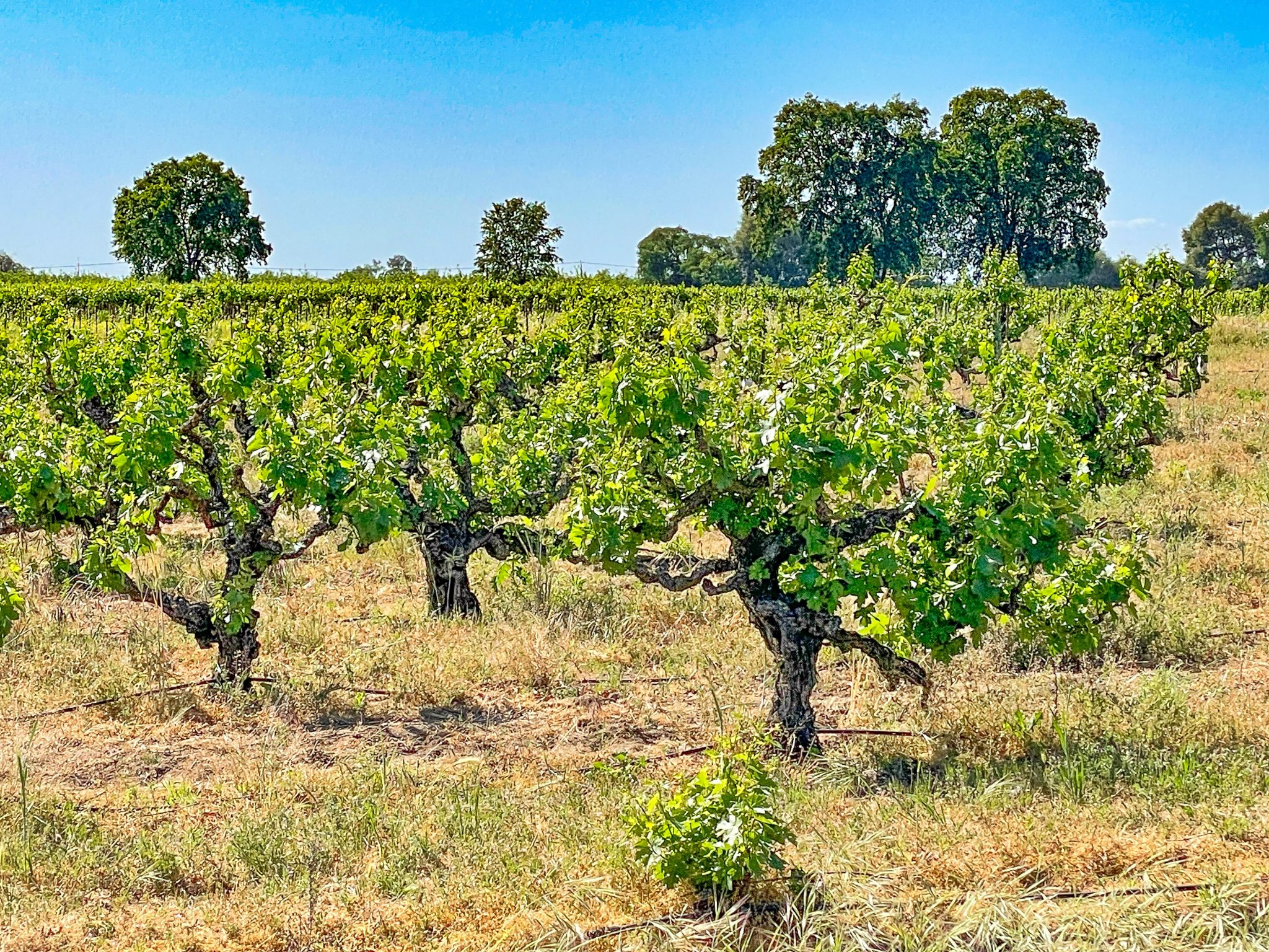 Tasting California's Ancient Vines Lodi's Heritage Vineyards Vinography