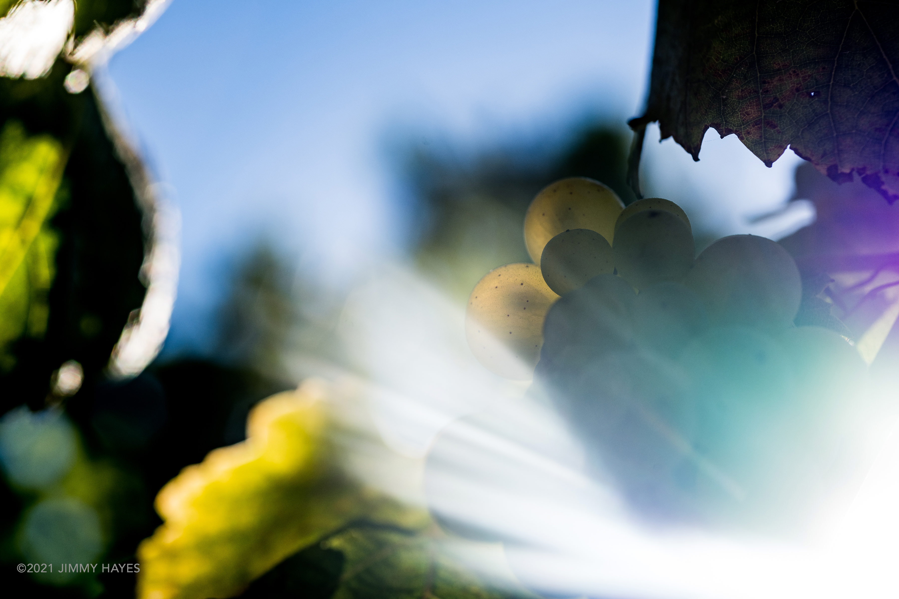 Vinography Images Sunlight Held Together by Water Vinography